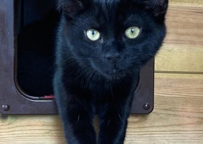 Bagheera (8 mth old) M