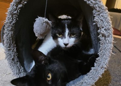 Vixen & Blitzen (5 mth old) F/M